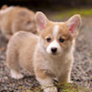 Meet your Posher, Irene